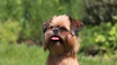 Брисел грифон